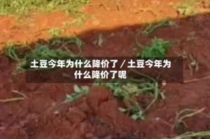 土豆今年为什么降价了／土豆今年为什么降价了呢
