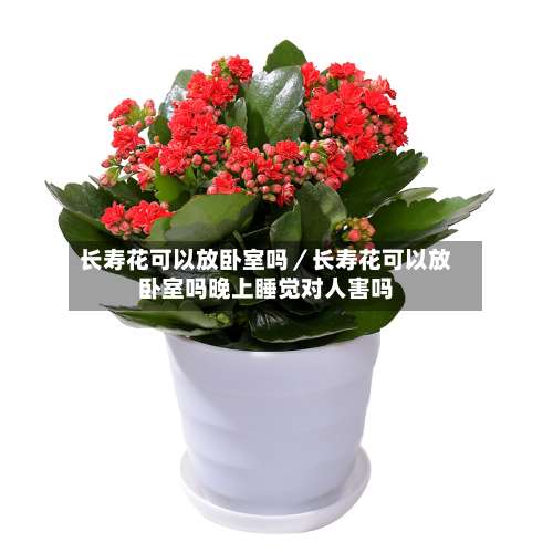 长寿花可以放卧室吗／长寿花可以放卧室吗晚上睡觉对人害吗-第1张图片