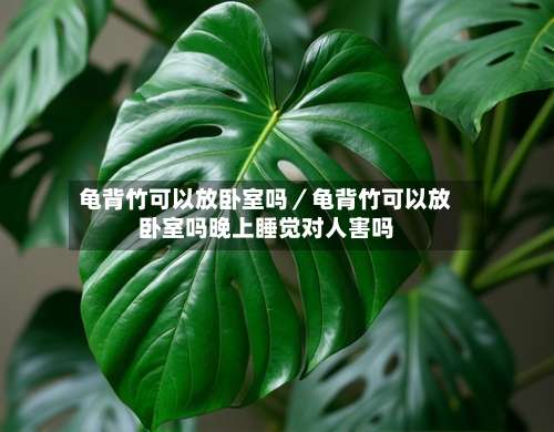龟背竹可以放卧室吗／龟背竹可以放卧室吗晚上睡觉对人害吗-第1张图片