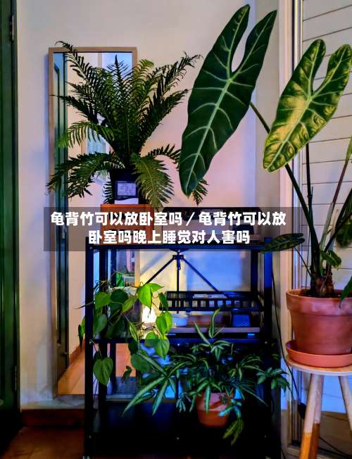 龟背竹可以放卧室吗／龟背竹可以放卧室吗晚上睡觉对人害吗-第2张图片