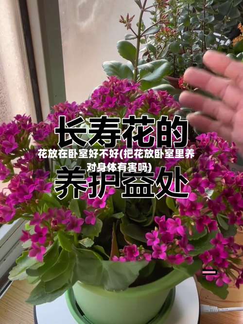 花放在卧室好不好(把花放卧室里养对身体有害吗)-第2张图片