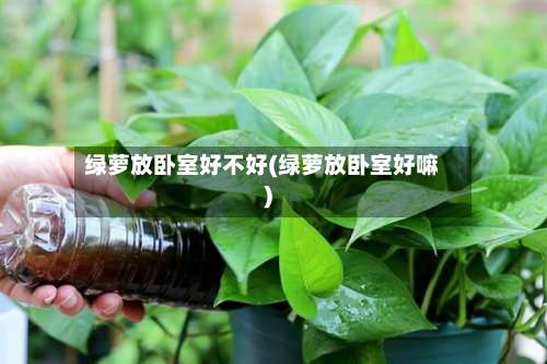 绿萝放卧室好不好(绿萝放卧室好嘛)-第3张图片