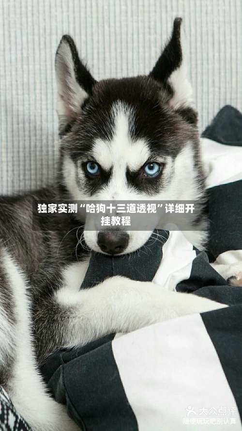 独家实测“哈狗十三道透视”详细开挂教程-第1张图片