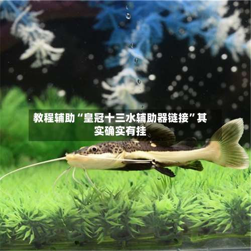 教程辅助“皇冠十三水辅助器链接	”其实确实有挂-第1张图片