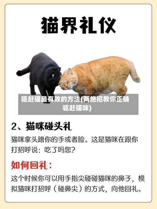 驱赶猫最有效的方法(两绝招教你正确驱赶猫咪)-第2张图片