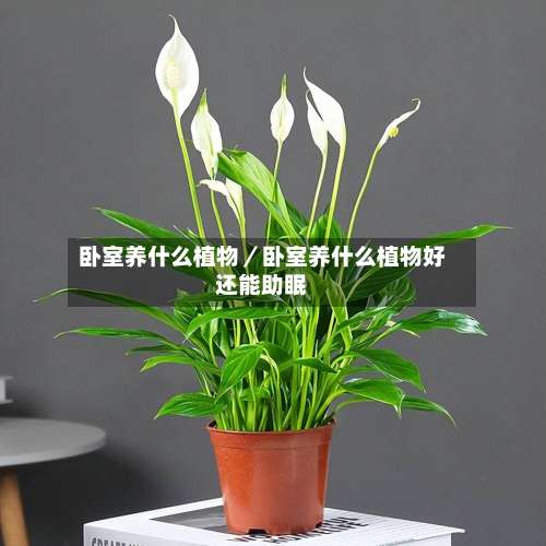 卧室养什么植物／卧室养什么植物好还能助眠-第3张图片