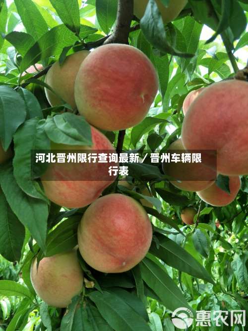 河北晋州限行查询最新／晋州车辆限行表-第3张图片