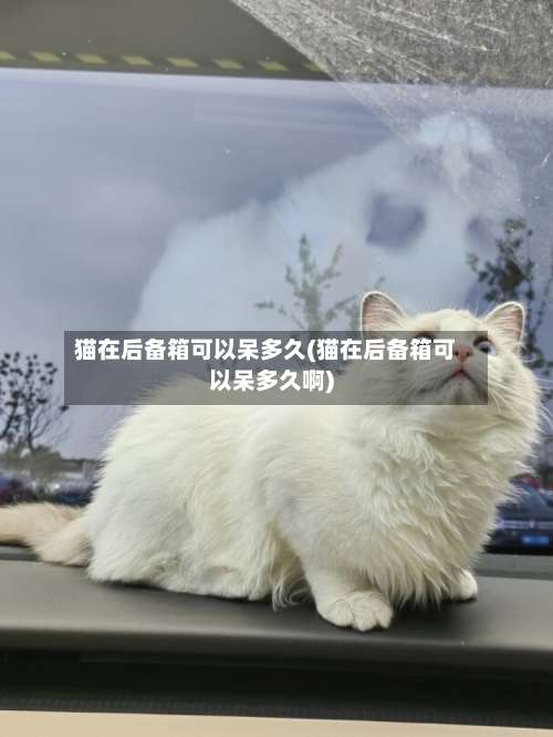 猫在后备箱可以呆多久(猫在后备箱可以呆多久啊)-第1张图片