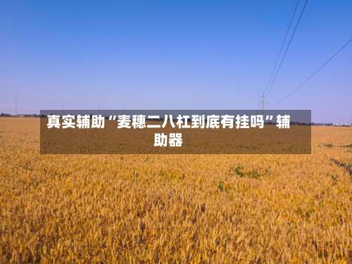 真实辅助“麦穗二八杠到底有挂吗”辅助器-第2张图片