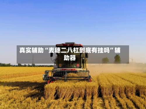 真实辅助“麦穗二八杠到底有挂吗”辅助器-第3张图片