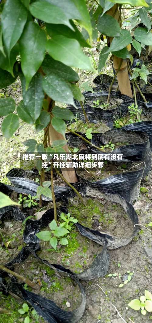 推荐一款“凡乐湖北麻将到底有没有挂	”开挂辅助详细步骤-第1张图片