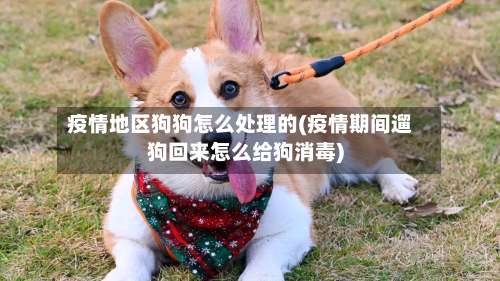 疫情地区狗狗怎么处理的(疫情期间遛狗回来怎么给狗消毒)-第1张图片