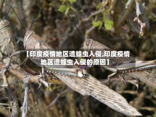 【印度疫情地区遭蝗虫入侵,印度疫情地区遭蝗虫入侵的原因】-第1张图片