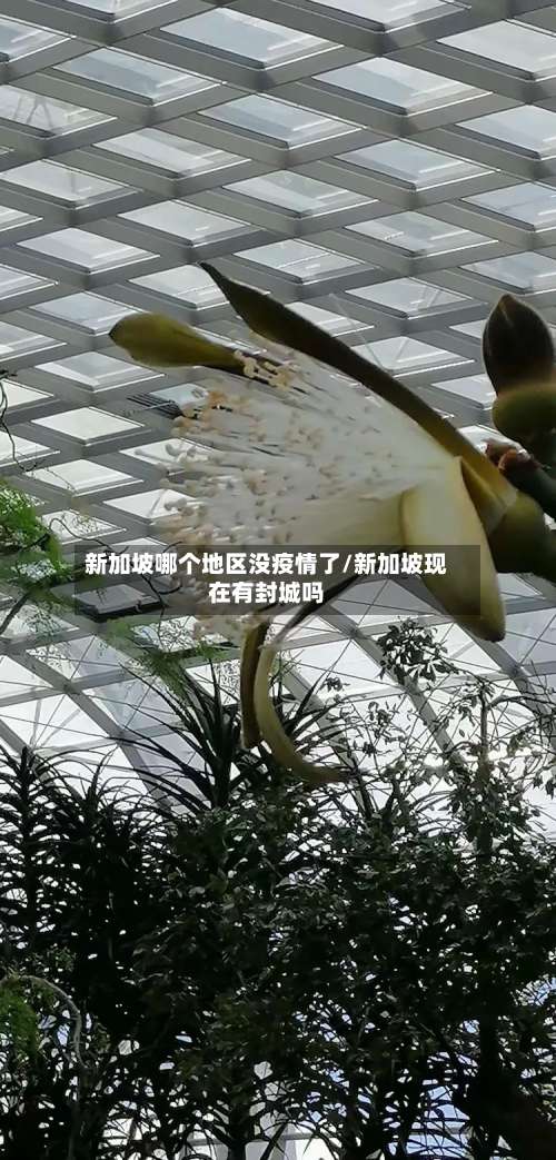 新加坡哪个地区没疫情了/新加坡现在有封城吗-第1张图片