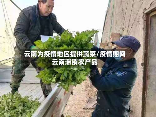 云南为疫情地区提供蔬菜/疫情期间云南滞销农产品-第2张图片