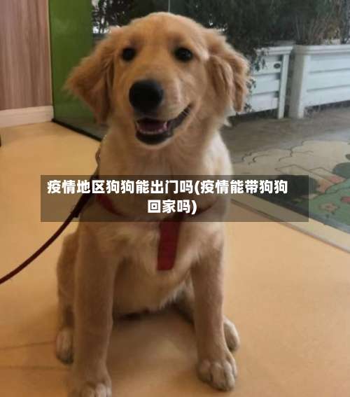 疫情地区狗狗能出门吗(疫情能带狗狗回家吗)-第2张图片